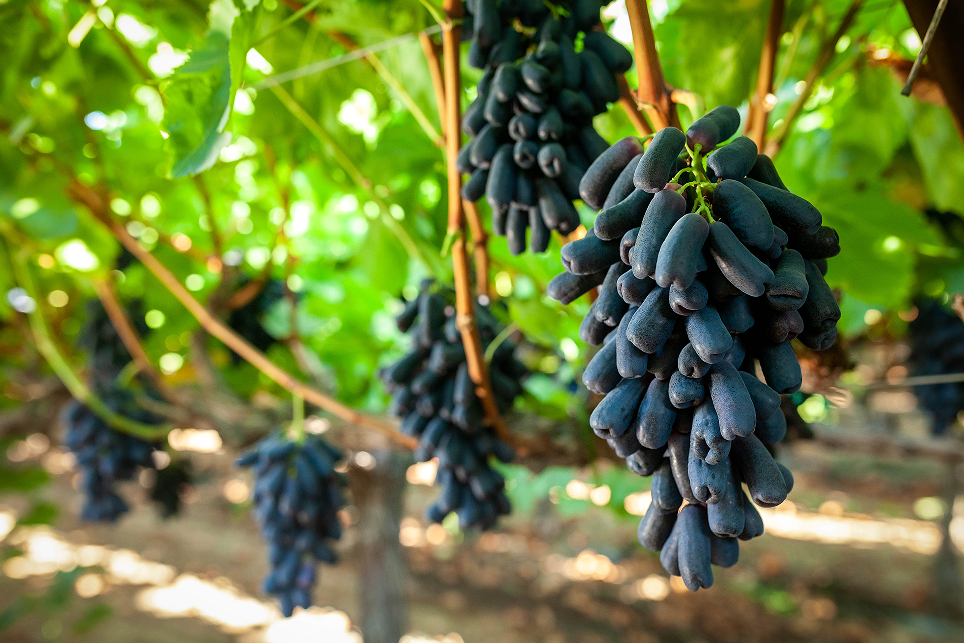 BLOOM FRESH 在中國啟動IFG 六葡萄品種合法化項(xiàng)目,獲煜謙和百果種業(yè)鼎力支持