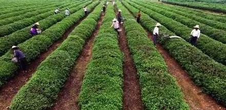 是什么讓“農業品牌化”迅速崛起？