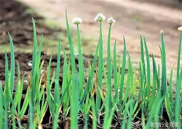 案例：平常熟知的“蔥”還有這種操作，臺灣三星蔥憑什么能賣300元一斤？