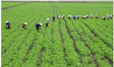 未來農業營銷發展方向在哪？