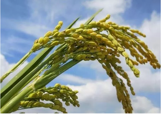 QQ圖片20171009094552 8.png