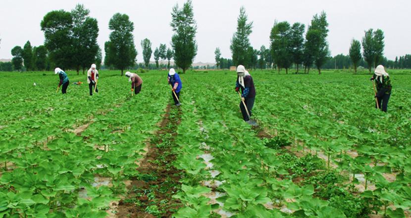 訂單農業拐點已至，農業經營者出路在哪里（這里有干貨）