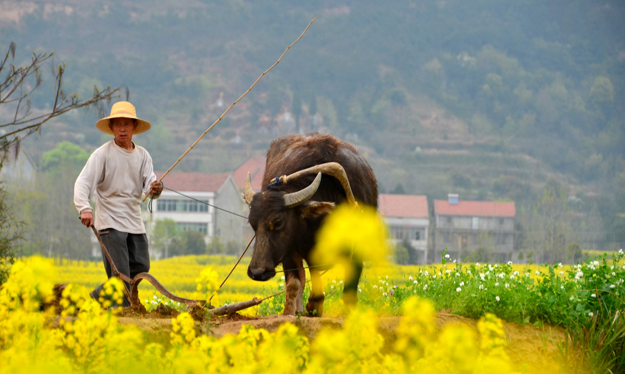 取消農(nóng)民“農(nóng)業(yè)戶口”身份，土地歸誰?