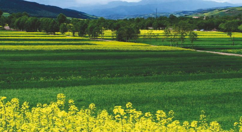 解讀：農業(yè)部簽訂3個“備忘錄”：2大方向、7個維度