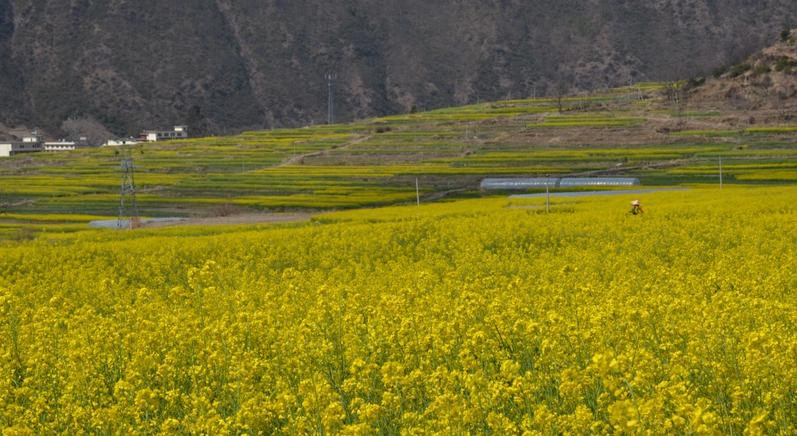 國(guó)家鼓勵(lì)科技創(chuàng)新，未來(lái)農(nóng)業(yè)企業(yè)面臨4件事情