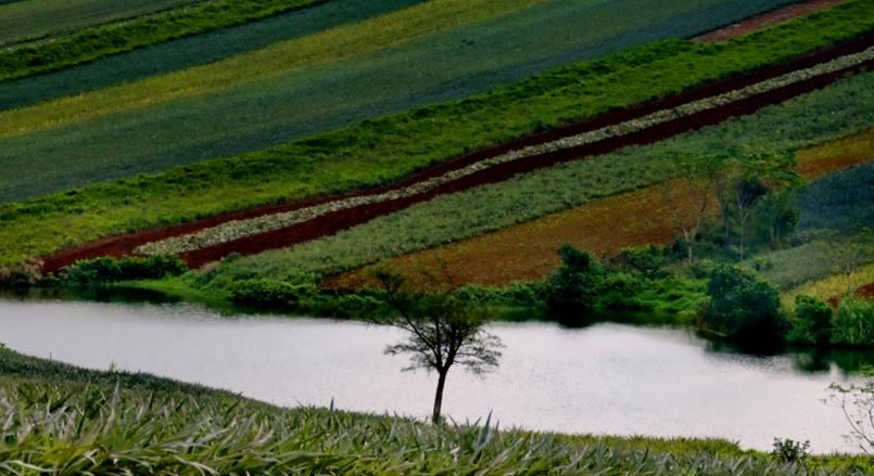 國家發文推動農墾改革，農墾如何飛起來