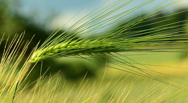 保護環境出大招！農業綠色發展5年規劃出臺，未來10個農業項目遇良機