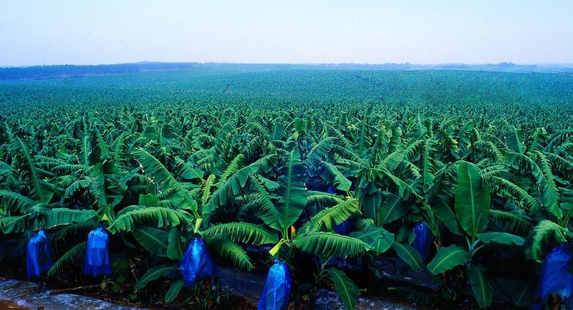 思考！中信入股首農(nóng)、北大荒1元參股.....2017年農(nóng)業(yè)產(chǎn)業(yè)趨勢(shì)在這里