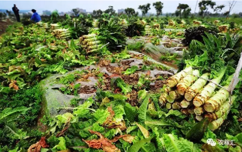 細數這些年我們正在經歷的‘’農業大坑‘’……跨過才有真本領!