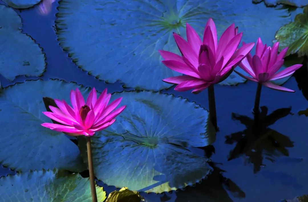 【夜讀】有多少人敗給了“荷花定律”？