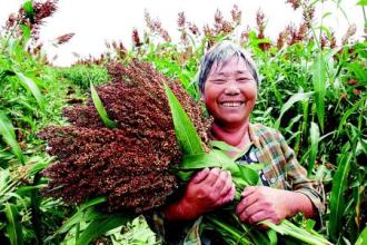 未來農(nóng)業(yè)發(fā)展的“爆炸點(diǎn)”在哪？