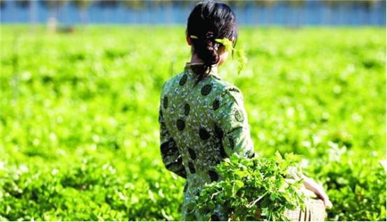 農(nóng)業(yè)部開始認(rèn)定農(nóng)村實(shí)用人才，看看你符不符合