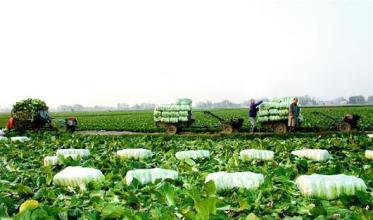 新農業發展趨勢有哪些？又有哪些爆發點？