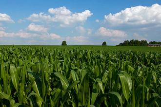 玉米補(bǔ)貼還不知道怎么領(lǐng)？看看這里給你答案！