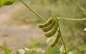 農(nóng)業(yè)部：玉米大豆兩大作物良種攻關(guān)取得新進(jìn)展