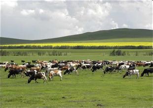 如何部署草原畜牧業(yè)防范應(yīng)對(duì)工作？看看農(nóng)業(yè)部怎么做？