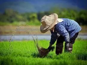 必看|拿不到農業補貼別老怪別人??！門道都在這兒呢！