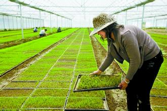 做農(nóng)業(yè)賺大錢的若干種方法 ？？？