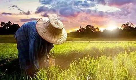 預(yù)測|不久的將來，農(nóng)民將成為高收入人群？