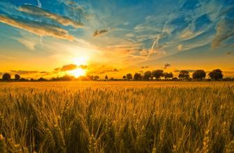 好消息！未來五年，農(nóng)業(yè)補貼還要增加！