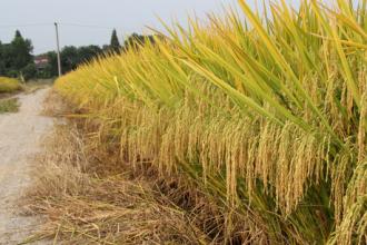 三農日報|淘寶農藥類目實施資質準入；四川：2020年農業保險覆蓋超95%農戶