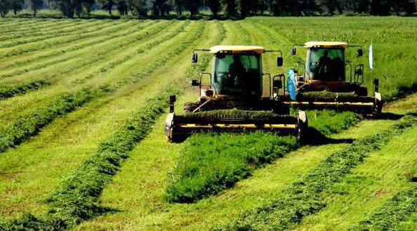 未來5年國家將培育100家萬噸級苜蓿草業龍頭企業