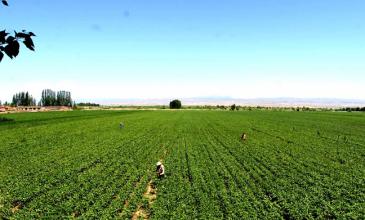 生態農業，如何發展才是正途？