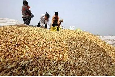 朱敏:發達國家現代化農業發展模式及對我國的啟示