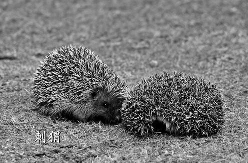 7刺猬理論.jpg