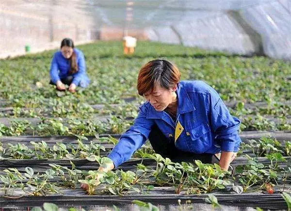 三農日報|未來農業方向是什么；馬云才是最有情懷的商人 ；眾多農資電商為何被關停