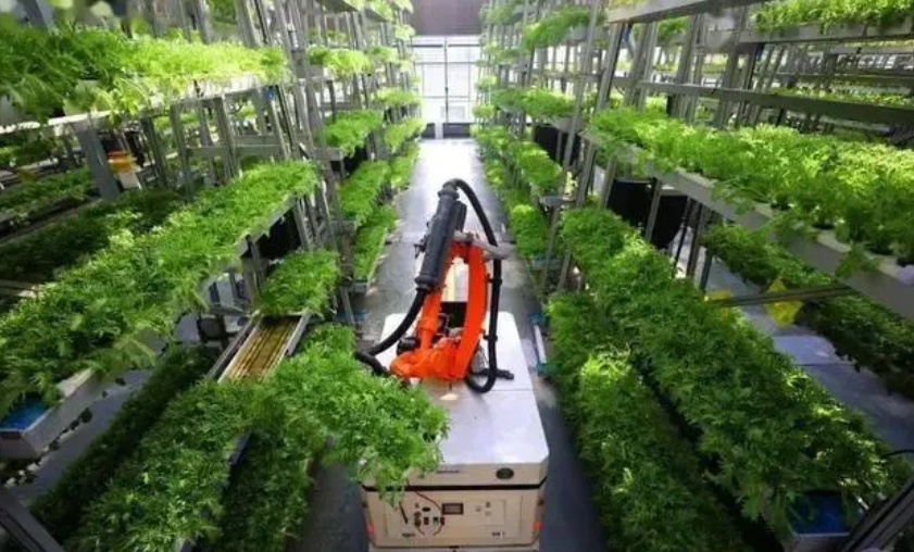 【智慧農業】人工智能在溫室管理中的機遇和障礙