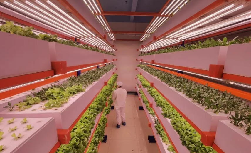 【植物工廠】農業新質生產力：智慧植物工廠