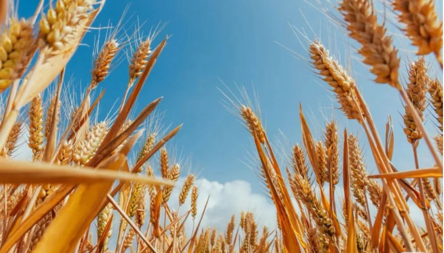 數字農業迎來新變革：農村數字經濟賦能農民共同富裕