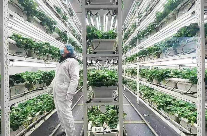 智慧農業“未來”已來 有何堵點？如何解決？