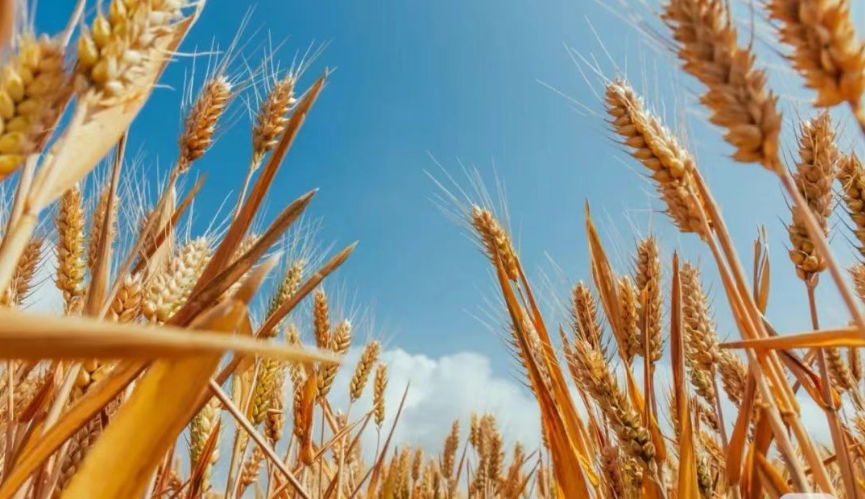 數字農業迎來新變革：農村數字經濟賦能農民共同富裕