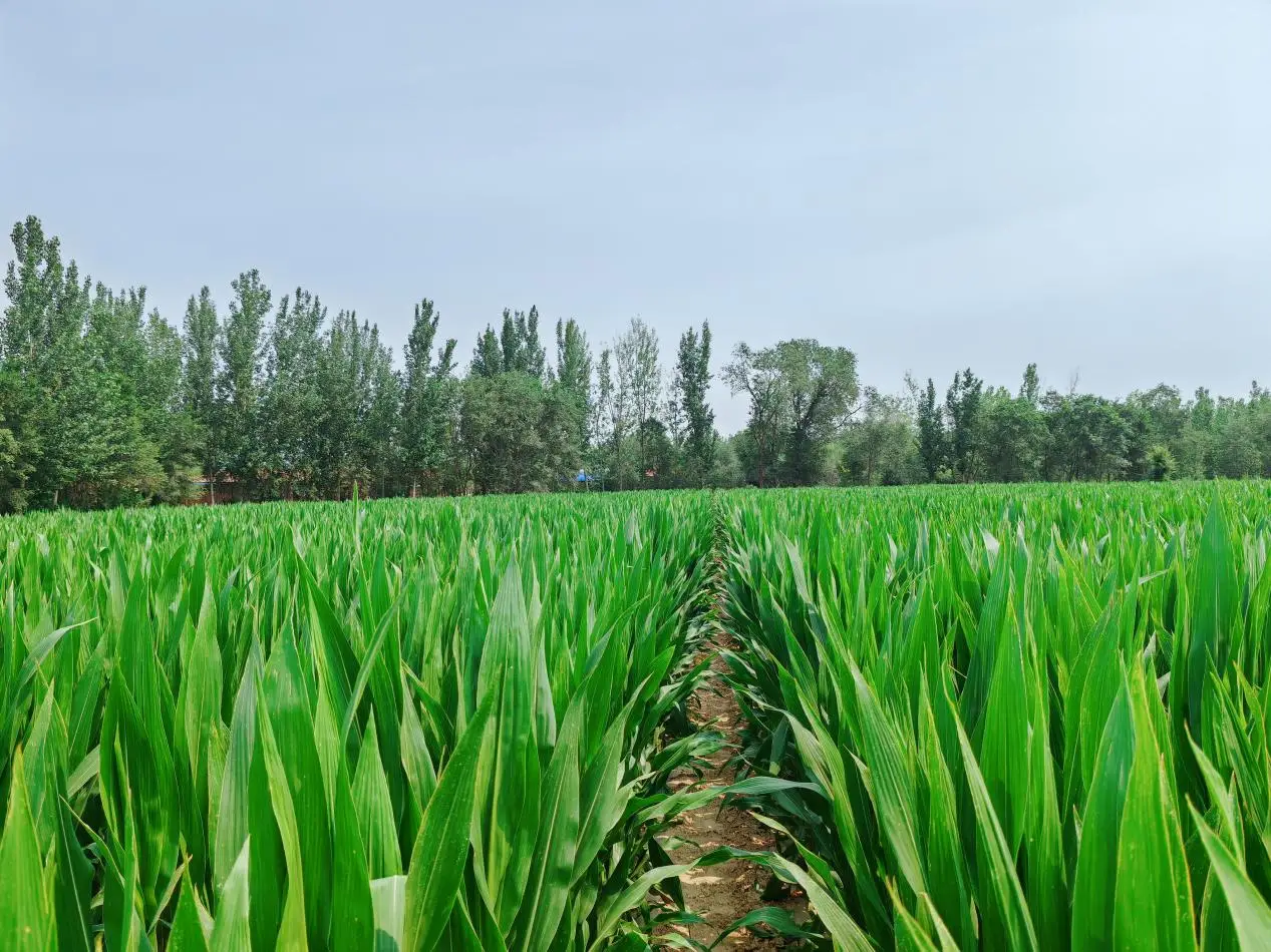 鄉合“科技+服務”：90后小白種地創業，畝產增收超300斤的底氣