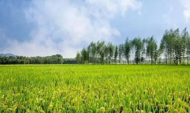 【數字農業案例】 阿里巴巴首個數字農場項目分析