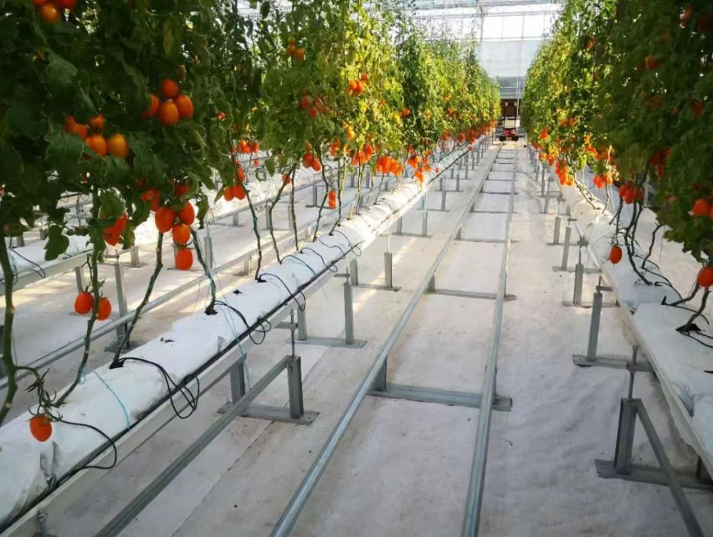 【數字鄉村案例】山東首家“數字農場”成鄉村振興“新樣板”