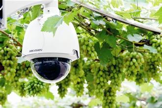 我國農(nóng)業(yè)品牌化、現(xiàn)代化發(fā)展的必然趨勢是啥？