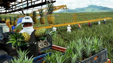 杜非：互聯網農業面臨的4大難題和4種解決方式