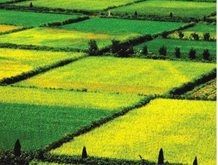 種植發(fā)展有機(jī)農(nóng)業(yè)的五大難點(diǎn)問題