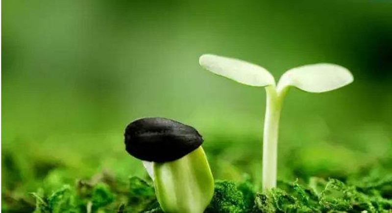 產(chǎn)業(yè)分析|未來有機(jī)肥市場(chǎng)或超1900億元，但產(chǎn)業(yè)化成救命稻草