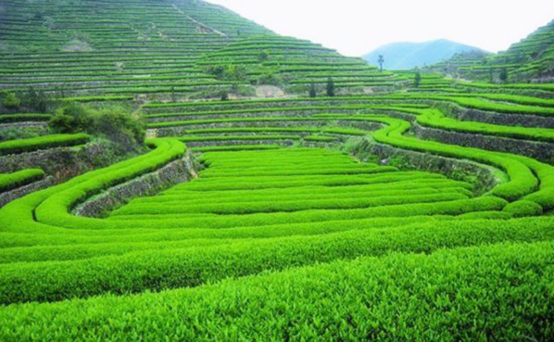 中國農(nóng)民必需知道這四種依靠市場的農(nóng)業(yè)致富模式，未來還有第五種