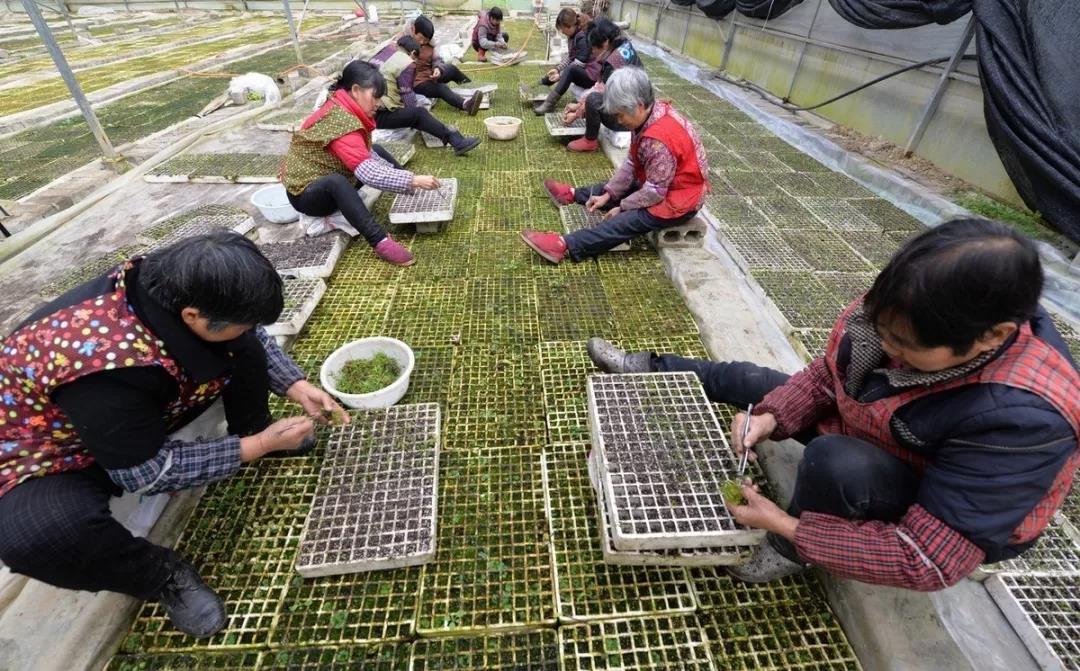 三農日報|中央一號文件引爆三農圈；外媒：蜜蜂對有機農業非常重要