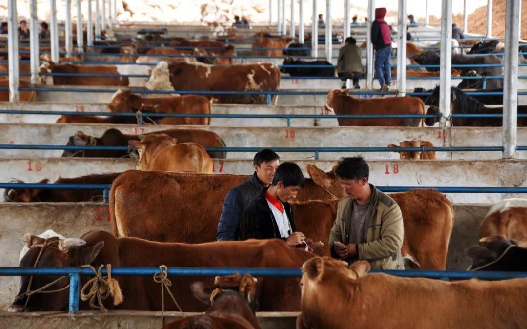 三農日報|國外研究：基因編輯食品安全；業內人士：農業的未來并非有機農業