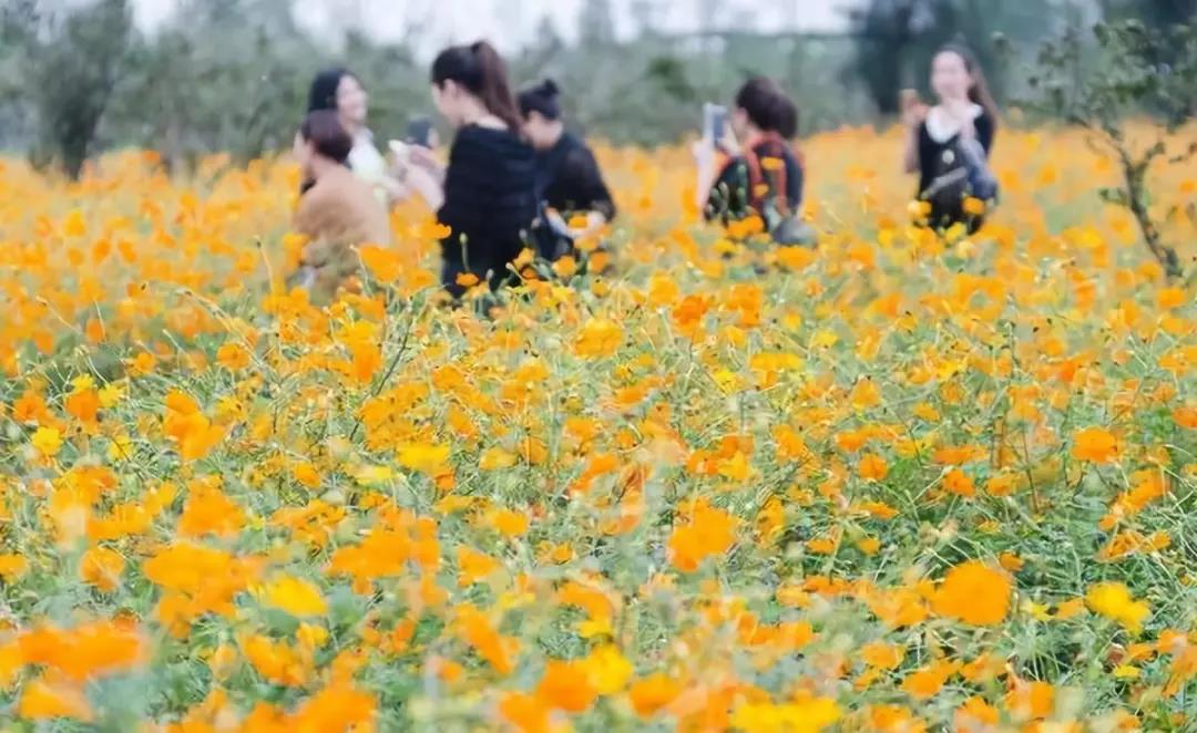 三農日報|啥叫數字農業；德國有機農業3大銷售渠道?