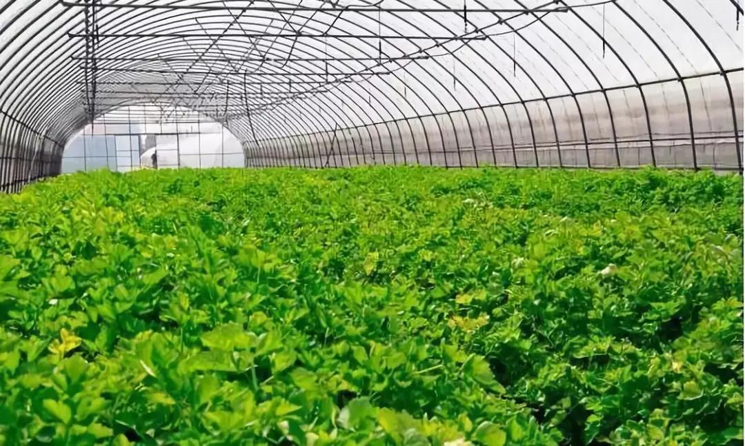 【預測】有機農業：未來10年有巨大的發展潛力