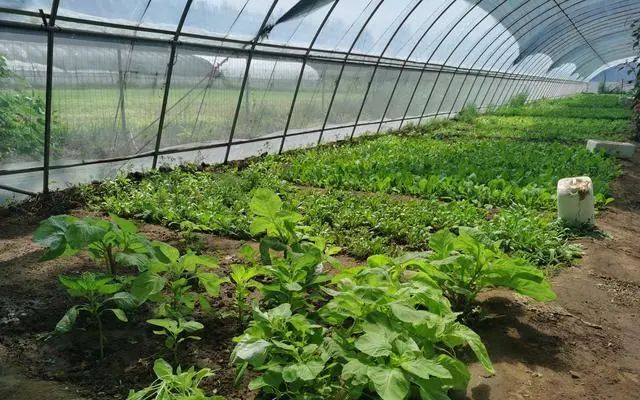 【深度觀察】有機種植農場面臨盈利難，專家呼吁為有機農業立法