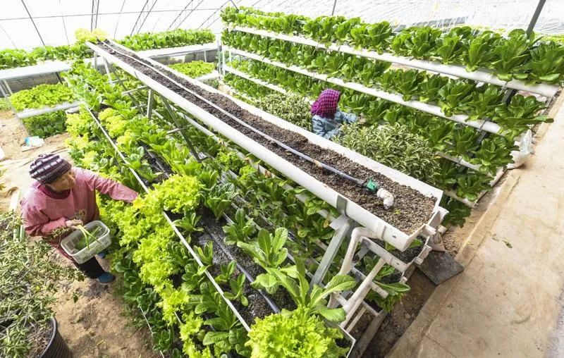 【新知識】“有機”到底是什么？走出誤區，正確認識有機肥與有機農業