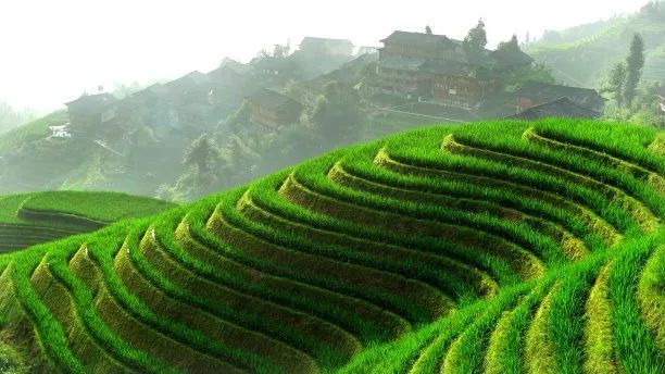 【深度剖析】綠色農業是什么？